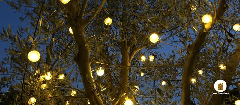 Lighting placed in trees with outdoor light bulbs