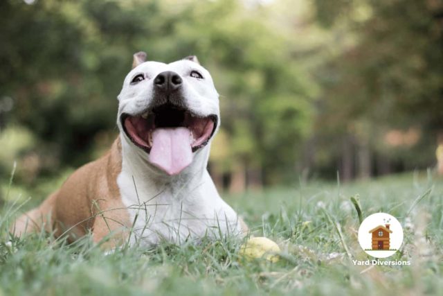 happy pet dog enjoying a relaxing break on the fresh green grass in the backyard