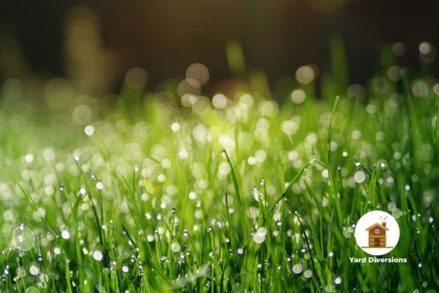 Grass with new dew from the morning on the close blades