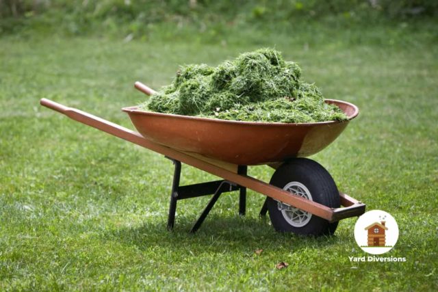 Grass clippings in a wheelbarrow cleaning them up from layingin the yard