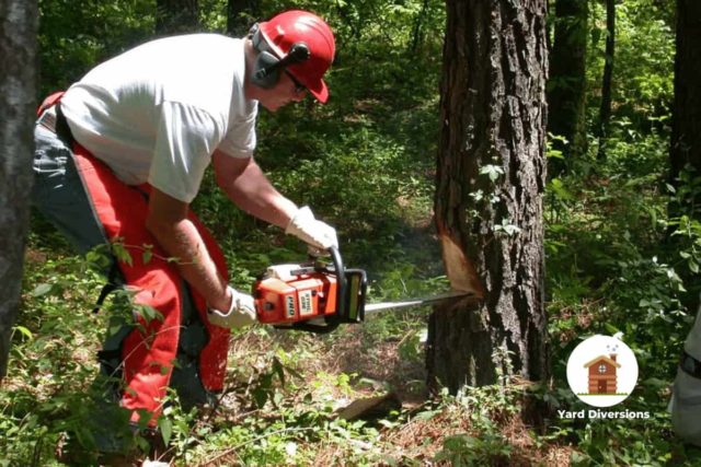 Man in red chainsaw chaps cutting down a tree in his yard