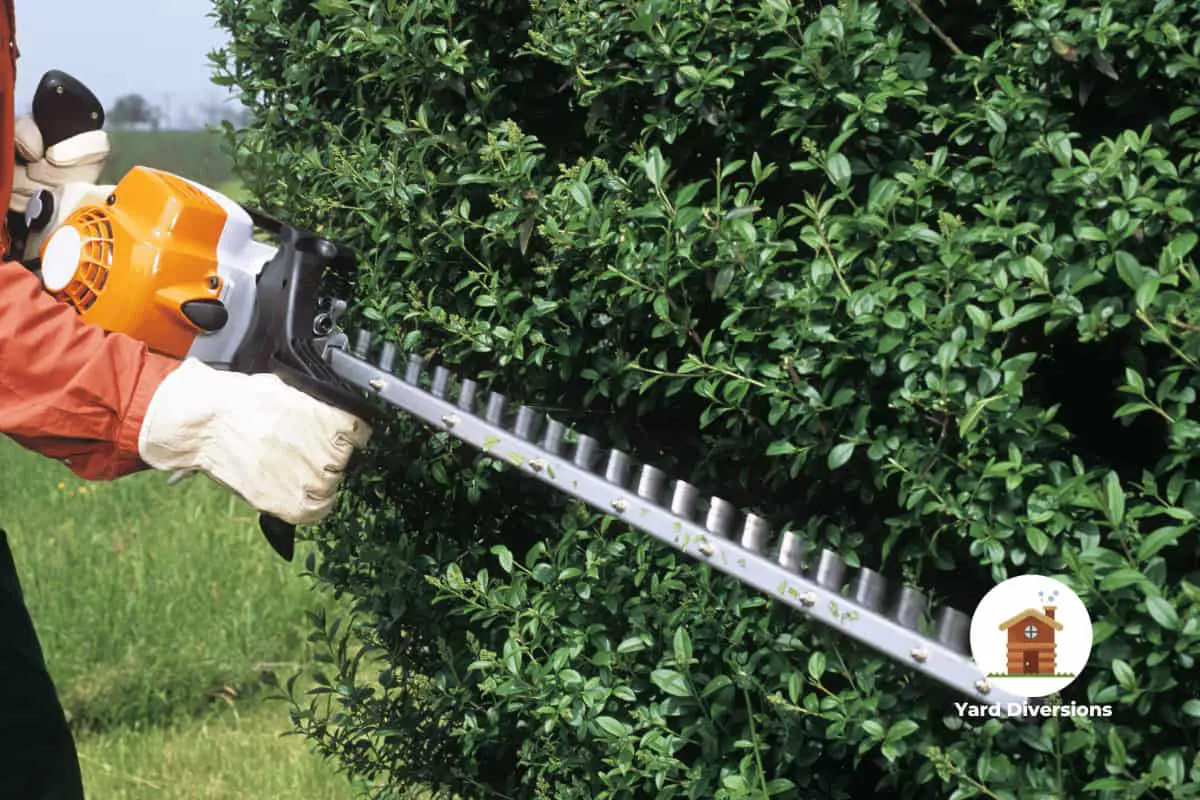 man trimming a hedge with a electric trimmer