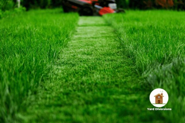 Lawn mower cut a clear path through long grass in the backyard leaving a clear trail