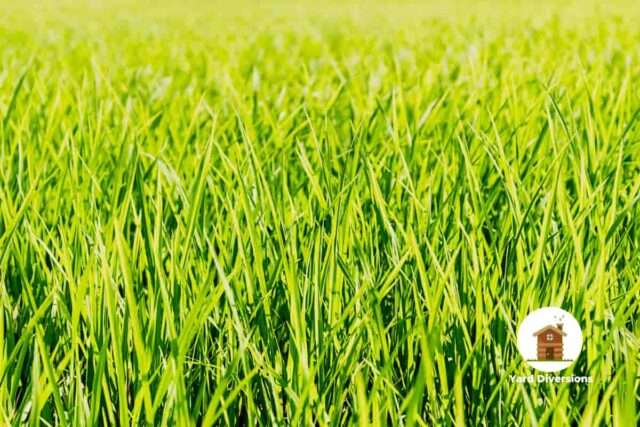 Closeup of healthy grass in the back yard