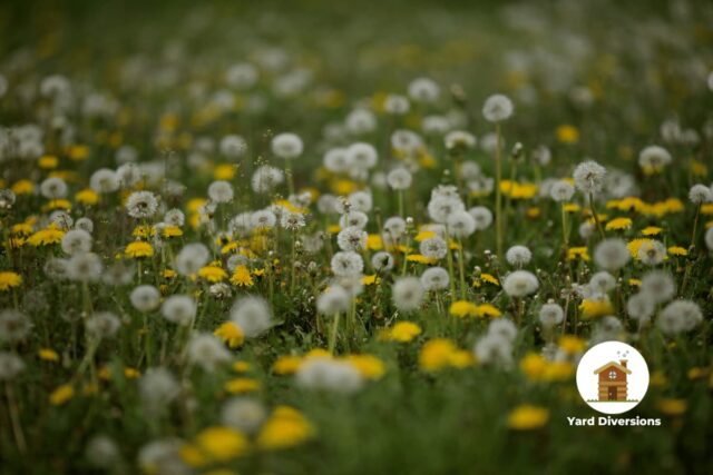 Dandelions in a grassy field that hasn't been mowed recently allowing them to spread