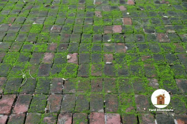 green mold growing between patio bricks