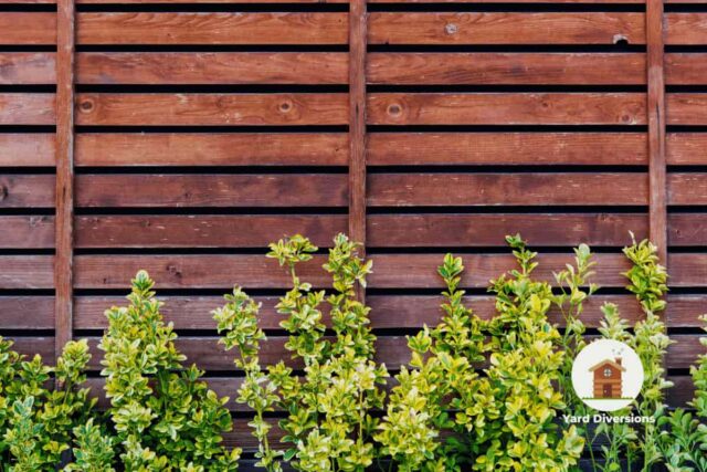 Wooden fence with greenery growing up it