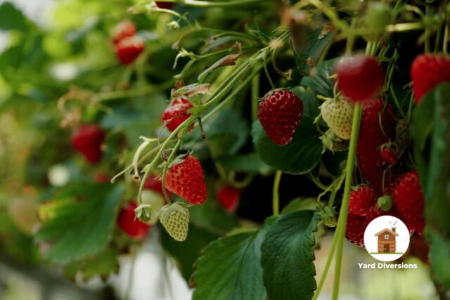 Sweet looking strawberries on the vine ready to pick