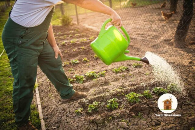 Man in overalls watering a smaller garden with a watering can