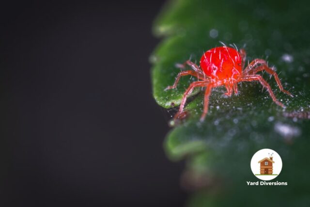 Close up of a red spider mite on a leaf