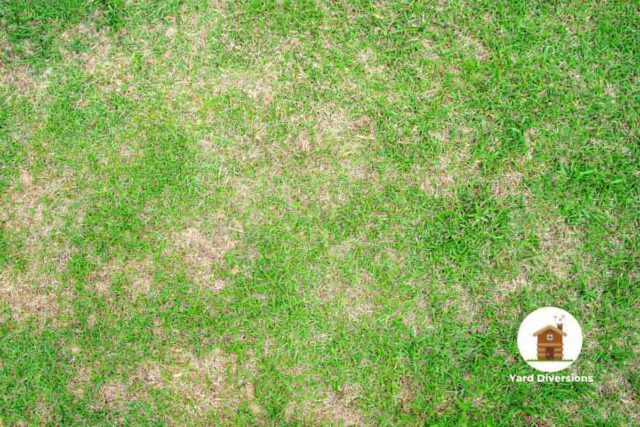 multiple brown patches in a nice lawn grass