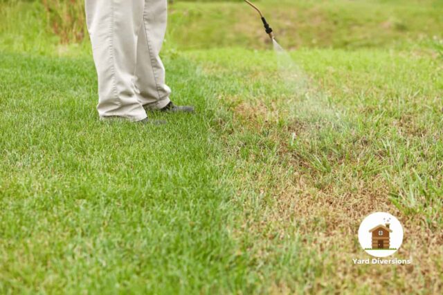 Man spraying crabgrass on the lawn to kill it