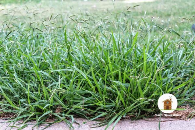Closeup of crabgrass that has overtaken a lawn