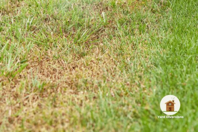 Browning crabgrass in the lawn