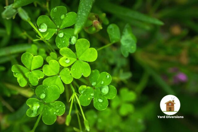 Clover groing in the grass