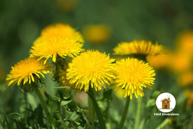 Close up of dandelions in the lawn