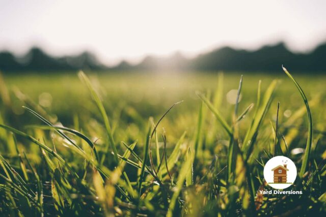 Close up of healthy grass in a yard