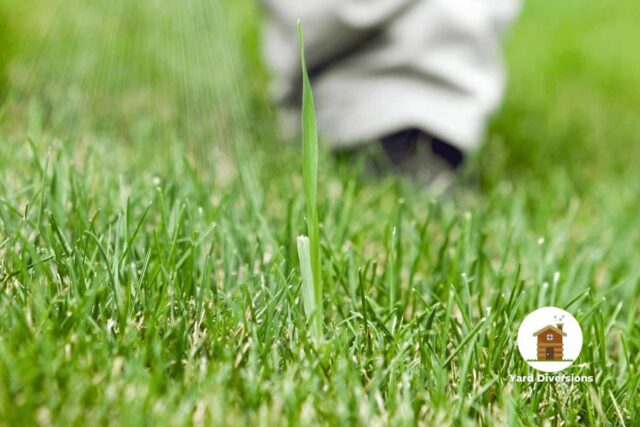 Close up spraying the crabgrass to kill it but not the surrounding grass and plants