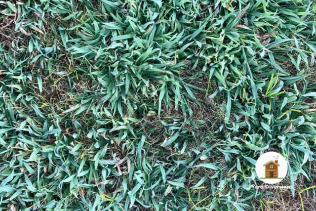 Crabgrass has taken over this lawn and to fix will require some hefty lifting