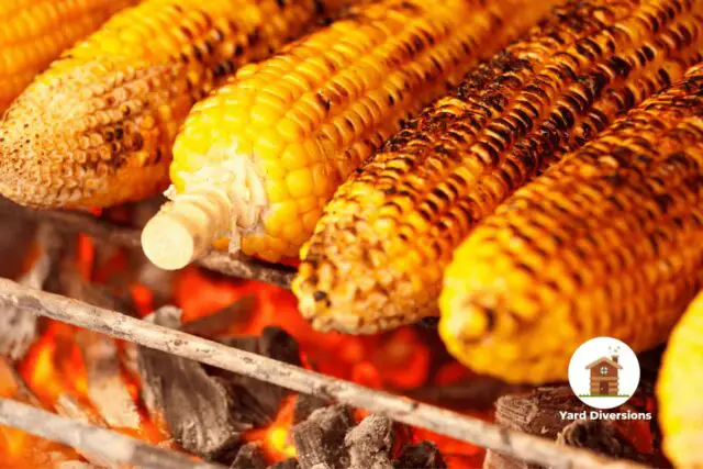 Corn cooking on a grill on top of coals