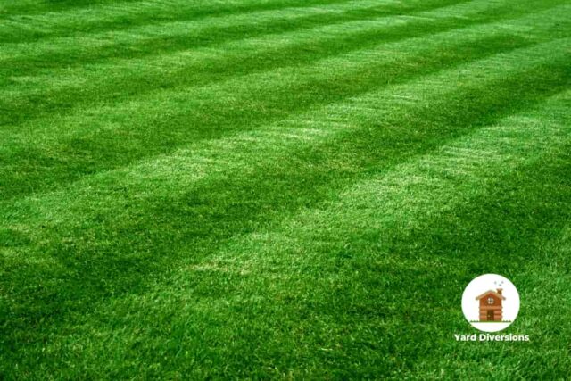 Amazingly lush green grass cut in a crosshatching pattern