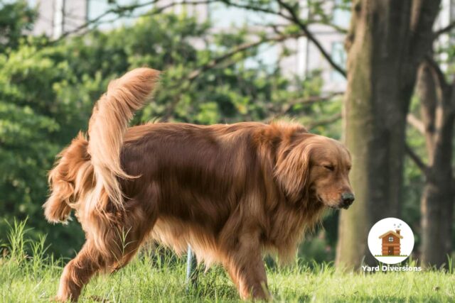 a golden retriever pees on the grass
