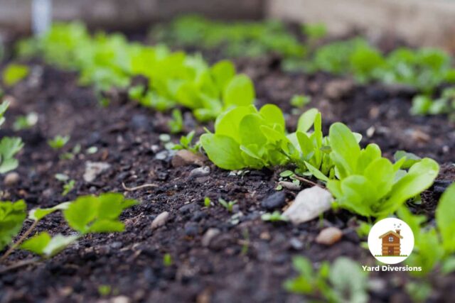 Lettuce seedlings in a raised garden bed