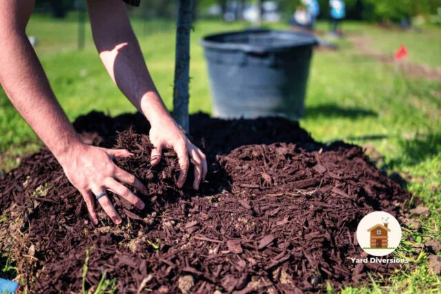spreading mulch by hand in the yard