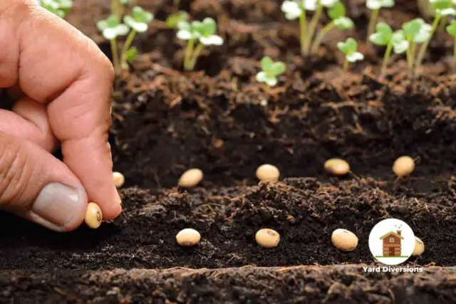 Planting seeds by hand