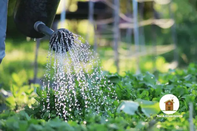 Man watering a Vegetable Garden