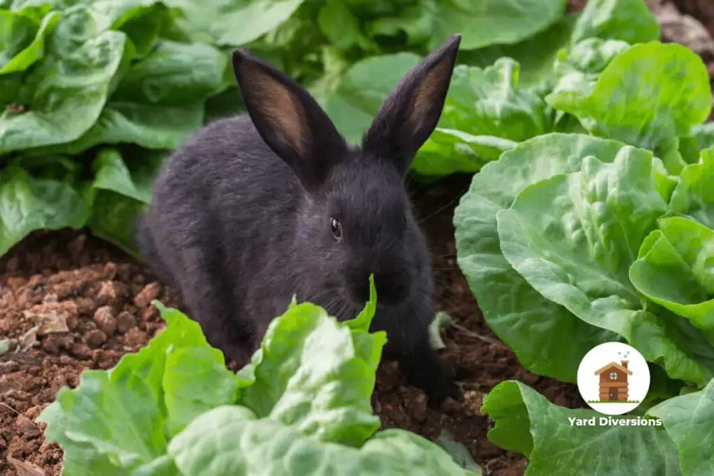 Black rabbit in lettuce growing in a backyard garden