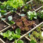 Vegetable Garden and Cold Container