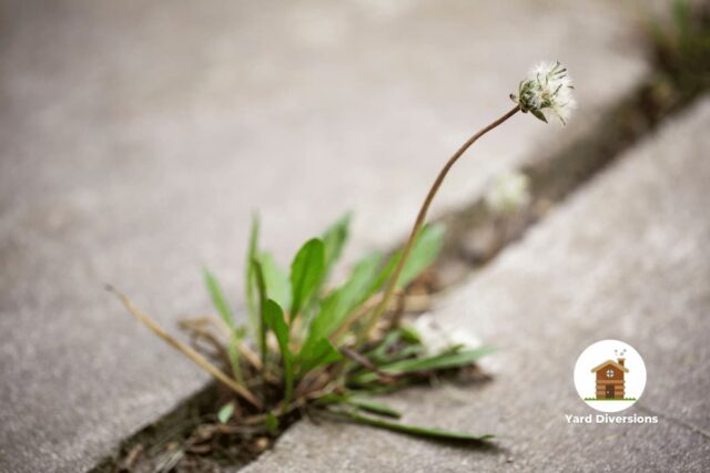 Weed growing out from between concrete blocks