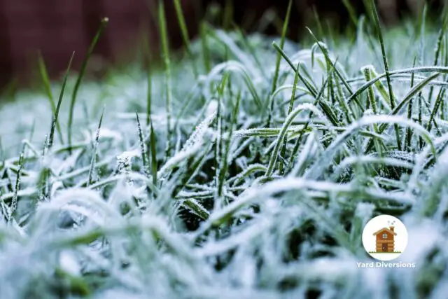 Winter Frost on a Grass Lawn