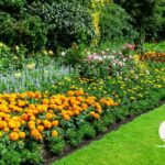 Flower bed border with marigolds